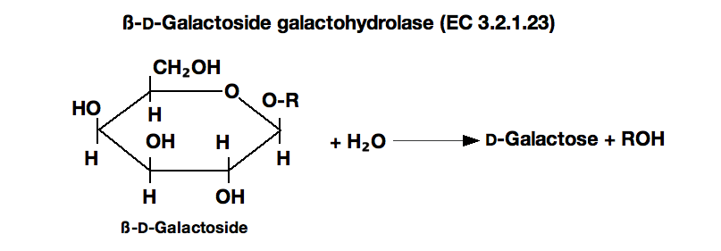 b galactosidase molecular weight